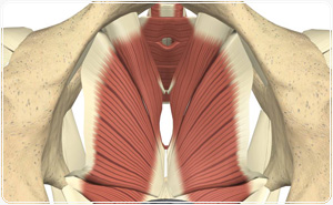 The pelvic floor musculature